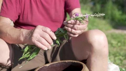 A man makes Ivan's tea preparations. Video stock 134776290