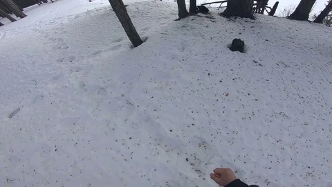 Man makes monkey vaul through wooden roots( from the first person) (pov) Stock Footage 87433084