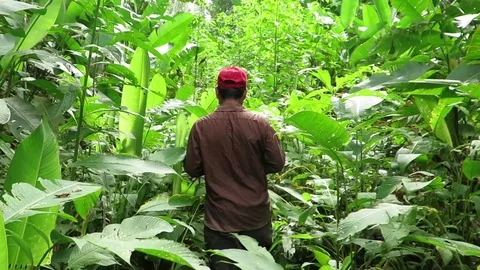 Man Makes Way Machete Through Thick Grass Forest Panama 4k Stock Footage 120062145