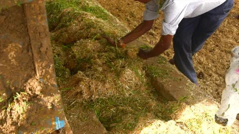 Man making feed New Modern cowshed Stock Footage 212021434