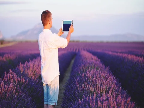 Man Making Pictures of Endless Lavender Fields on Digital Tablet in Provence. 4K Vidéo 73442829