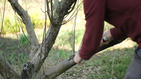 A man is making spring tree pruning with a secateurs  Video stock 239660426