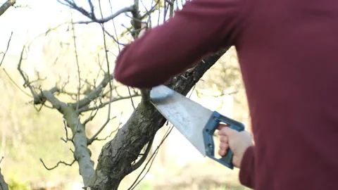A man is making spring tree pruning with a saw Stock Footage 239660822