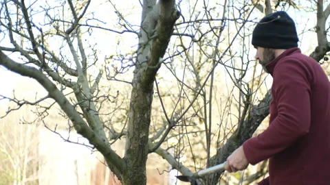 A man is making spring tree pruning with a secateurs  스톡 동영상 239662416