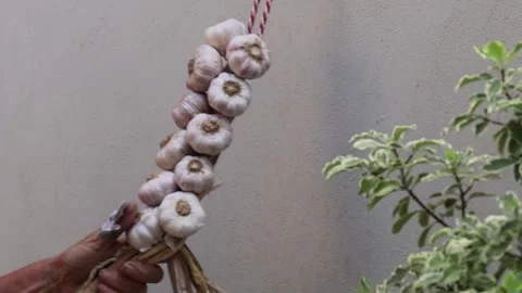 Man making a string of garlic Stock Footage 245223249