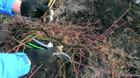 A man male farmer worker pruning shears saplings in the garden. Spring work Stock Footage 106275736