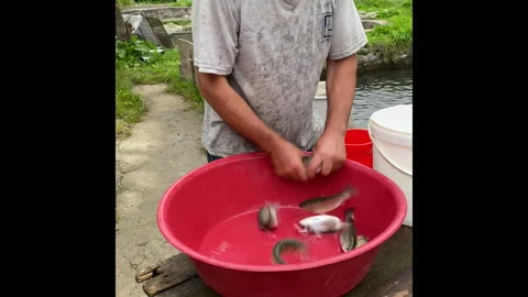 Man managing fish in bright red bucket, Rize 스톡 동영상 327594607