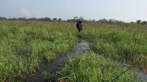 Man in Mangrove -1 Stock Footage 34931337