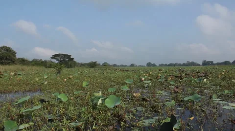 Man in Mangrove -2 Stock Footage 34931454