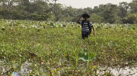 Man in mangrove -3 Stock Footage 34932801