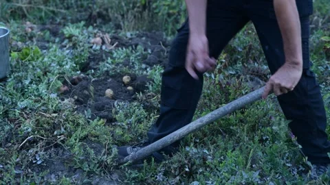 A man manually digs potatoes in his garden with a shovel 库存影片 318411144
