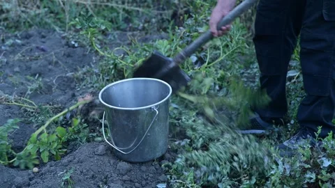 A man manually digs potatoes in his garden with a shovel Видео 318411290
