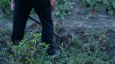A man manually digs potatoes in his garden with a shovel Видео 318411292