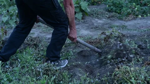 A man manually digs potatoes in his garden with a shovel Видео 318411336