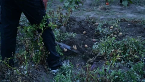 A man manually digs potatoes in his garden with a shovel Видео 318411357