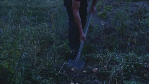 A man manually digs potatoes in his garden with a shovel Видео 318411619
