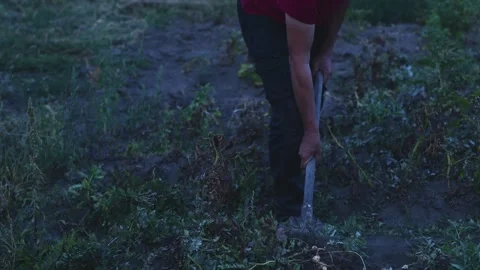 A man manually digs potatoes in his garden with a shovel Видео 318411661