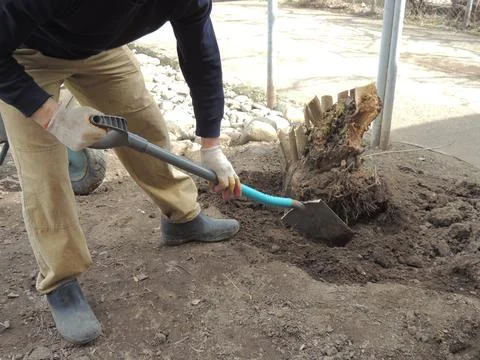 Man manually digs up tree stump with roots in garden Stock Photos