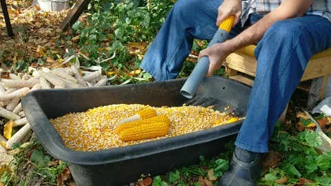A man manually separates corn kernels from an ear. Concept of crop processi.. Stock Footage 261838660