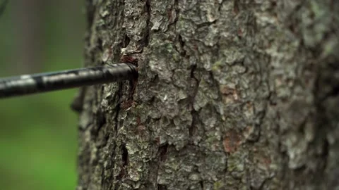 Man measures trunk of large tree with measuring tool. Stock Footage 160896129