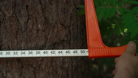 Man measures trunk of large tree with measuring tool. Stock Footage 160896454
