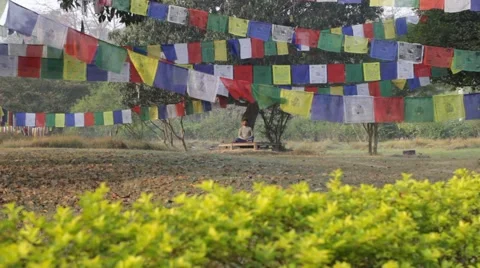 Man meditating under a tree Video stock 61179463