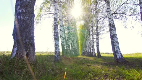 A man with a metal detector walks through the forest, it's sunny Video stock 89700003