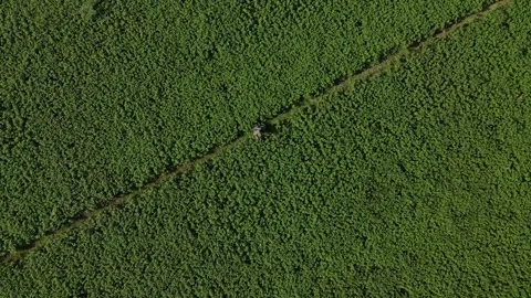 Man in the middle rice field with a view from up drone Stock Footage 259270387