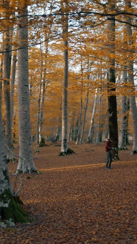 A Man In The Middle Of The Woods In The Distance Stock Footage 284153624