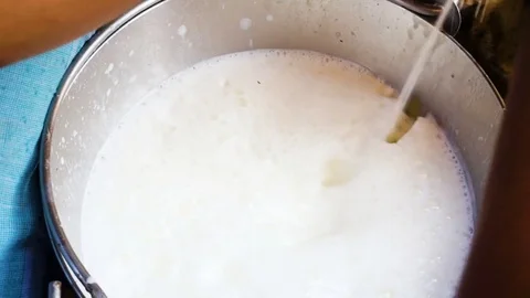 MAn milking a cow close up Stock Footage 75247218