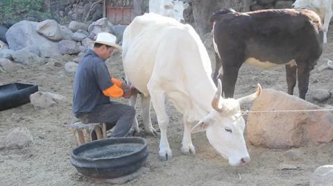 Man milking cow Stock Footage 37397823