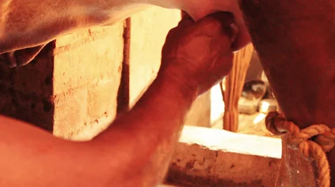 A man milking a cow Stock Footage 39790796