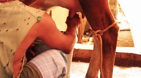 A man milking a cow. Stock Footage 39790825