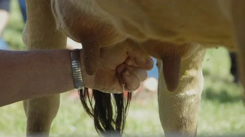Man milking cow Stock Footage 197850491