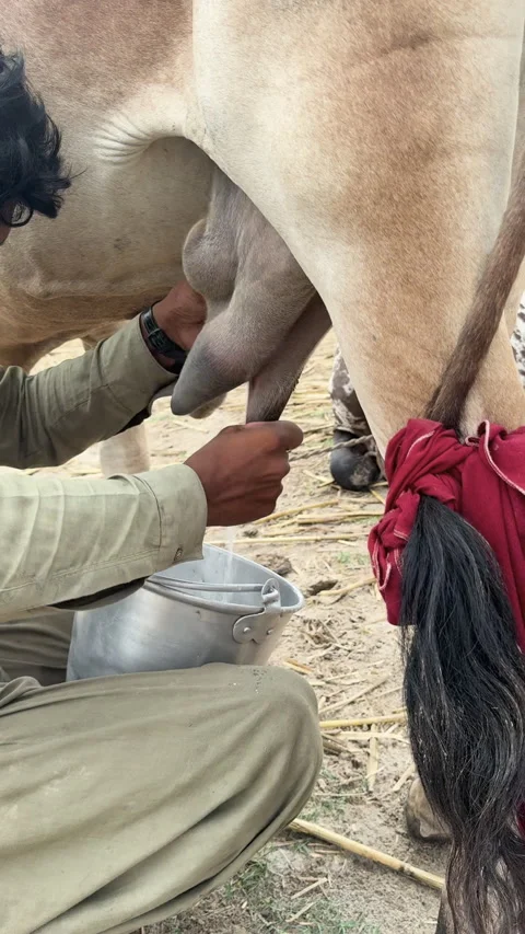 Man Milking Cow by Hand 스톡 동영상 336335210