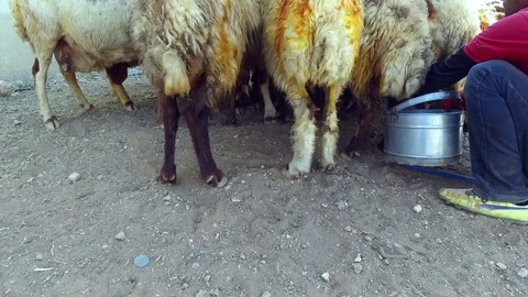A man is milking sheep. Stock Footage 78986849