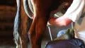 Man milks brown cow. Jets of milk flows in tin bucket HD Footage