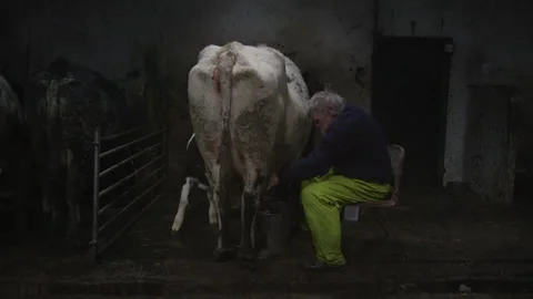 Man milks cow inside barn during early morning hours Stock Footage 325815221