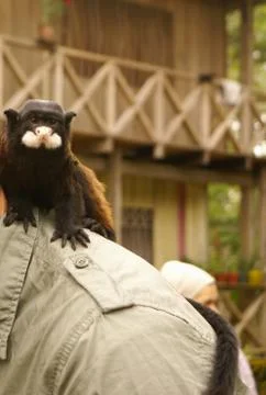 Man with a monkey on his shoulder Stock Photos