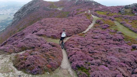 Man mountain biking through the heather fields Video stock 115910060