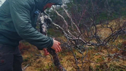 A Man is Mounting a Trail Camera on a Tree Branch at Reinsjøen in Åfjord Stock Footage 310588470
