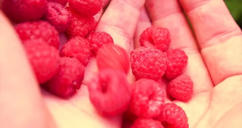 Man move raspberries in the palms. Stock Footage 127747769
