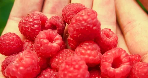 Man move raspberries in the palms. Video stock 127747780