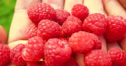 Man move raspberries in the palms. Stock-Footage 127747788