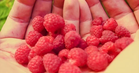 Man move raspberries in the palms. Stock-Footage 127747791