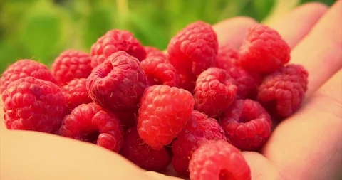 Man move raspberries in the palms. Stock-Footage 127747795