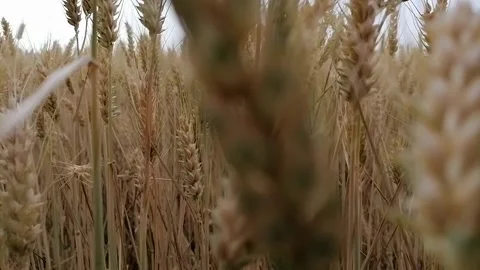 The man moves and carries the camera through the ripe grain Stock Footage 156678162