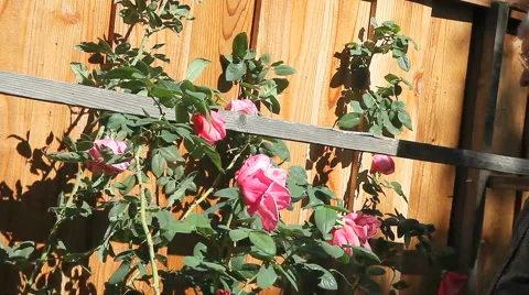 Man moves climbing rose behind support Stock Footage 43698347