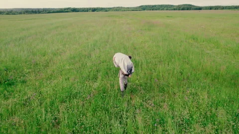 A man moves quickly across the field with a bag. Aerial photography. Stock Footage 312348358