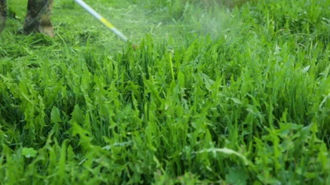 Man is mowing on dandelion meadow 库存影片 95944085